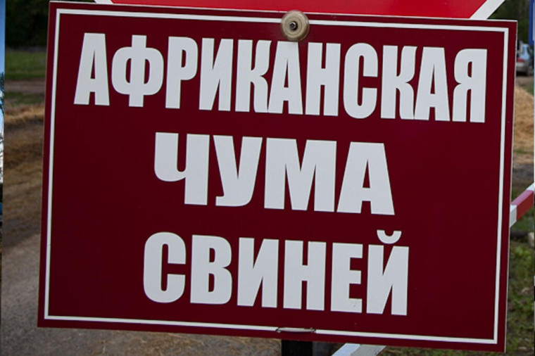 АФРИКАНСКАЯ ЧУМА СВИНЕЙ. АФРИКАНСКАЯ ЧУМА СВИНЕЙ.